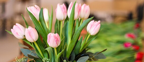 FOR TULIP LOVERS